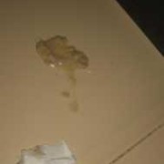 为什么,怀孕的母猫呕吐出黄色的液体,孕期吐黄水苦水是怎么回事 恶心