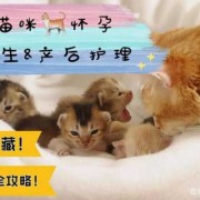 我家猫在生孩子怎么处理,猫咪孕期注意事项有哪些