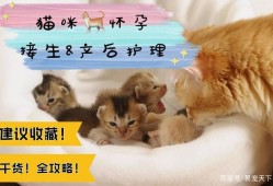 我家猫在生孩子怎么处理,猫咪孕期注意事项有哪些