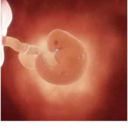 孕6周的胎儿多大才是正常,怀孕六周胎儿图看男女准吗