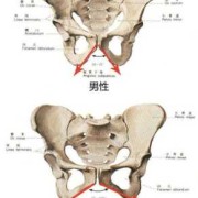 胎儿什么时候入骨盆,胎儿盆骨如何看男女