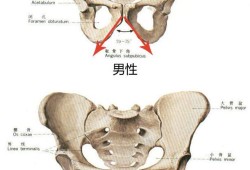 胎儿什么时候入骨盆,胎儿盆骨如何看男女