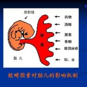 影响胎儿发育的因素（影响胎儿发育的因素）