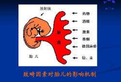 影响胎儿发育的因素（影响胎儿发育的因素）