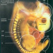 42天胎儿多大（42天胎儿多大图片）