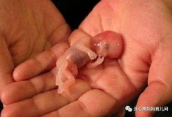 八周流产的胎儿图片（八周流产的胎儿图片大全）