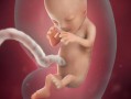 胎儿脐带连着母体哪,