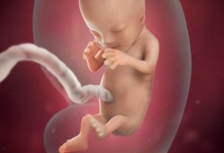 胎儿脐带连着母体哪,