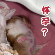 熊的孕期（熊的孕期是几个月）
