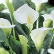 怀孕可以吃马蹄吗,孕期能不能吃马蹄莲