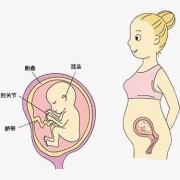 胎儿漫画图（胎儿漫画图片大全可爱）