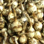 孕期可以吃茨菇吗（孕期可以吃茨菇吗?）