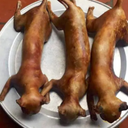 猫肉可以食用吗,孕期吃猫肉有影响吗