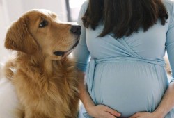 孕期舔老婆（老婆怀孕了狗要送人吗）