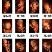 婴儿几个月的时候长得最快,胎儿在什么时候长得最快