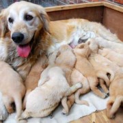金毛犬的孕期（金毛犬的孕期是多少天）