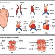胎儿左右心室较不对称，怎么回事,胎儿心脏发育异常的原因