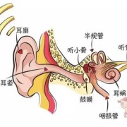 胎儿的听力什么时候形成（胎儿的听力什么时候形成的）