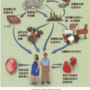 怀孕期间感染弓形虫（感染了弓形虫应该怎么办）
