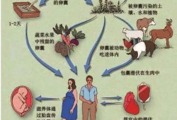 怀孕期间感染弓形虫（感染了弓形虫应该怎么办）