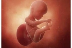 怀孕25周胎儿图片（怀孕25周胎儿图片真实）
