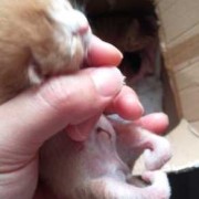 猫咪生下来腿弯曲怎么回事,胎儿腿弯曲是怎么形成的