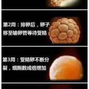 婴儿味觉几个月形成,胎儿的味觉大概在第几周发育完成