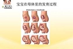 胚胎发育详细过程,胎儿的生长发育过程图