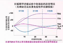 孕期内分泌（孕期内分泌）