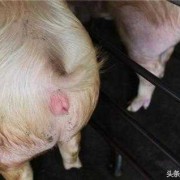 猪孕期多久（猪怀孕多少天）