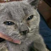 猫咪怀孕感冒了流鼻涕头还歪了是什么情况,猫怀孕期间感冒怎么办啊