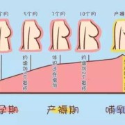 孕期乳房增长（怀孕初期，乳房有什么大的变化吗）