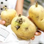 孕妇吃什么胎儿会畸形（孕妇吃什么胎儿会畸形）