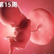 孕16周胎儿稳定了吗（孕16周胎儿稳定了吗正常吗）