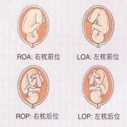 胎儿在左边还是右边（胎儿在左边还是右边）