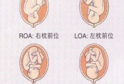 胎儿在左边还是右边（胎儿在左边还是右边）