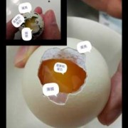 胎儿鉴定方法（鸡蛋怎样辨别有卵没卵）