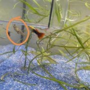 孔雀鱼孕期（孔雀鱼怀孕期间需要喂食吗）
