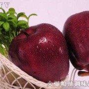 孕期吃蛇（孕期吃蛇果好还是苹果好）