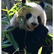 一甜相机怎么抠头熊猫头教学,孕妇吃甜食胎儿头大吗