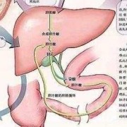 胎儿的肝（胎儿的肝脏什么时候形成）