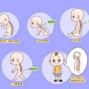 宝宝脖子什么时候变长,胎儿脊椎什么时候发育完善