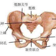 胎儿顶盆骨（胯顶是什么）