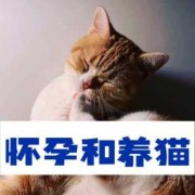 备孕期间能养猫吗（有宠物猫怀孕前需要做什么检查）