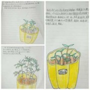 孕妇可以用植物日记酵母的护肤品吗,孕期日记怎么写100字