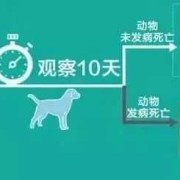 狂犬疫苗对胎儿的影响（狂犬疫苗对胎儿的影响大吗）