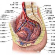 发现胎儿总是在膀胱那里动，是正常的情况吗,孕晚期胎儿膀胱大小正常值