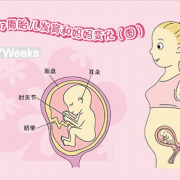 胎儿17周大小（胎儿17周大小参考）