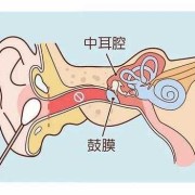 胎儿内耳发育（胎儿内耳发育注意事项）