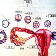 胎儿着床期（受精卵结合后几天才会着床）